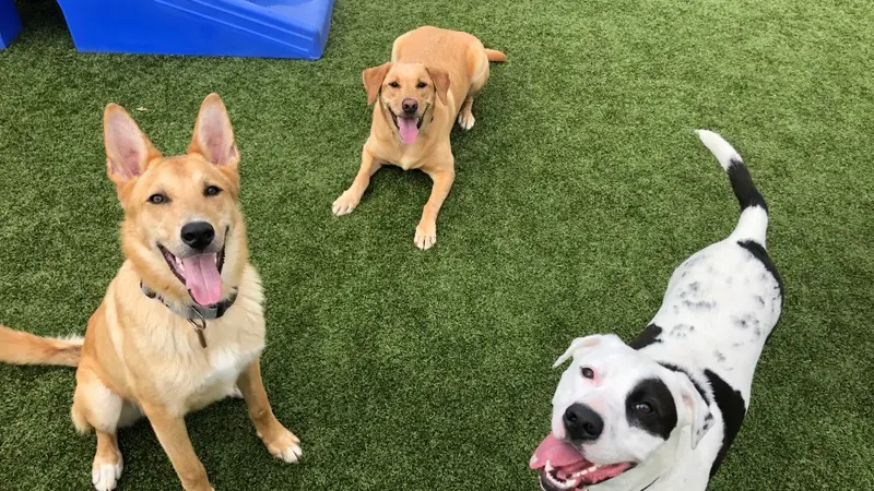 Woof's Play & Stay preview
