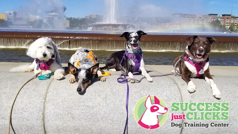 Success Just Clicks Dog Training preview