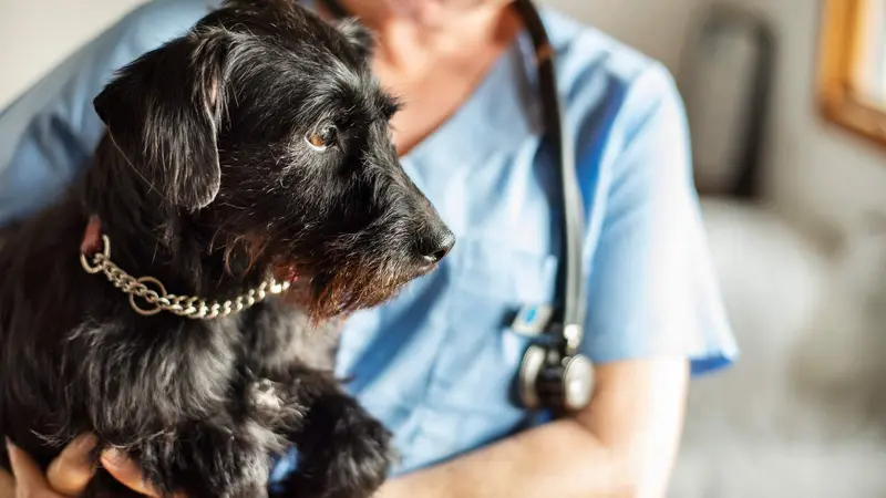Savannah Veterinary Internal Medicine & Intensive Care preview