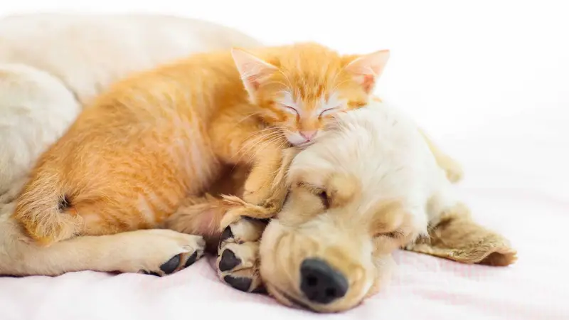 Animal Dermatology Clinic preview
