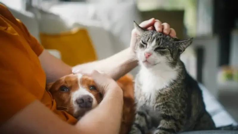 Pet and People Sitters preview