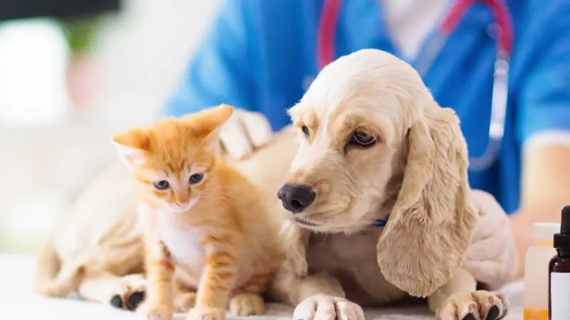 Bayshore Animal Hospital preview