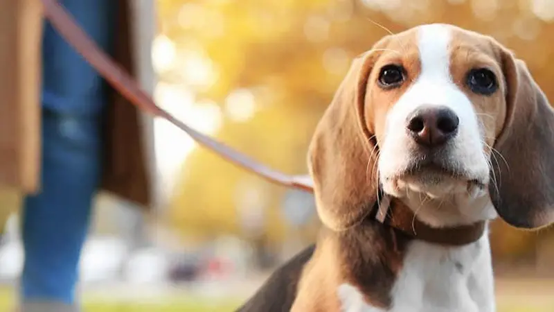 Betty Baugh's Animal Clinic preview