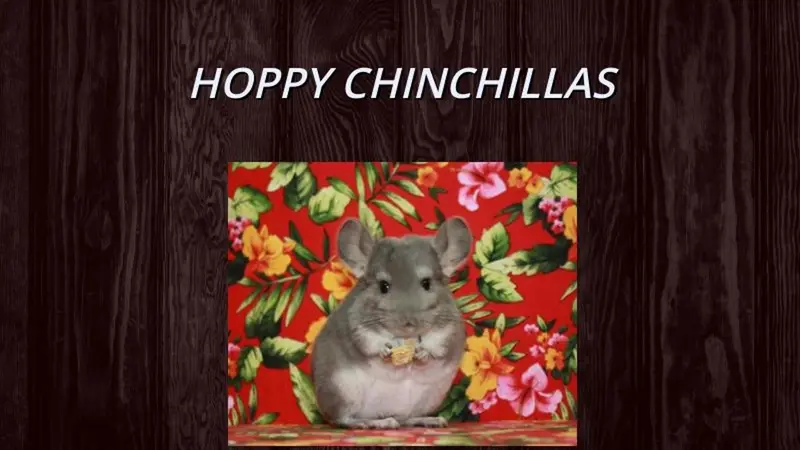 Hoppy Chinchillas preview
