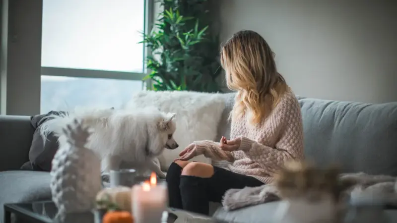VIP Pet Services preview