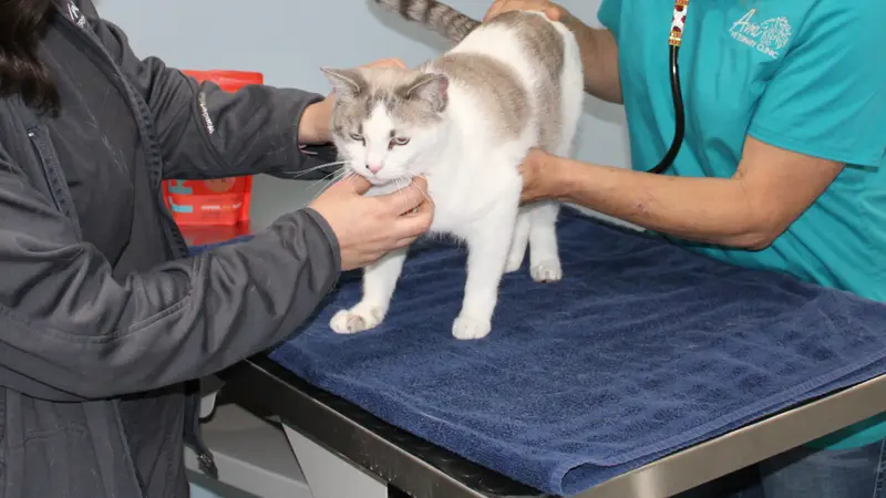 Avra Veterinary Services preview