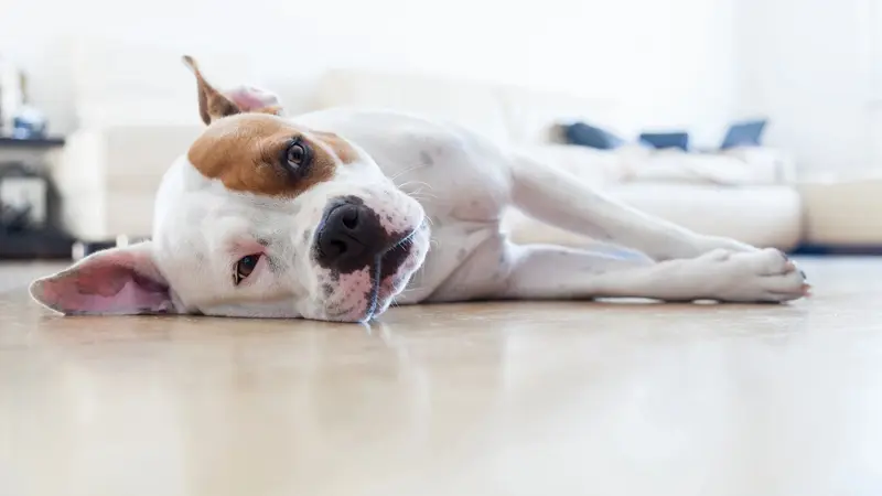 The Pup Stop preview