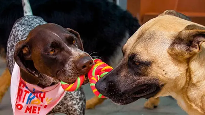Metro Animals preview