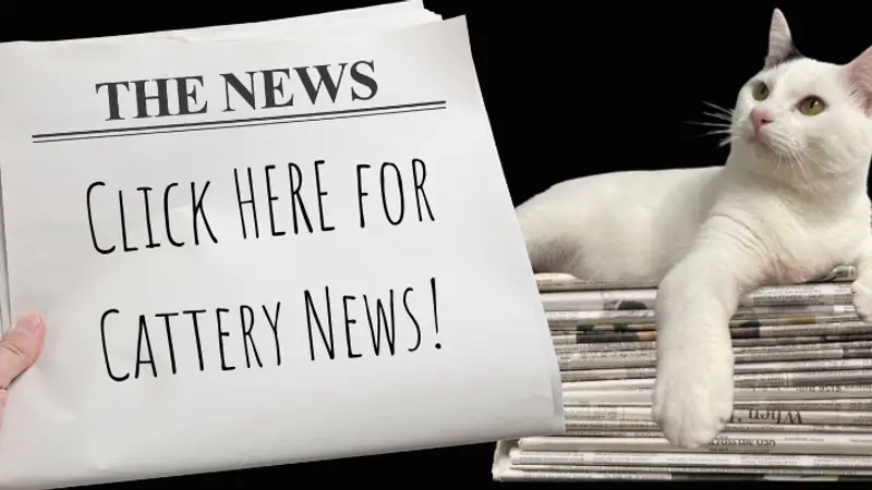 The Cattery Spay/neuter Clinic preview