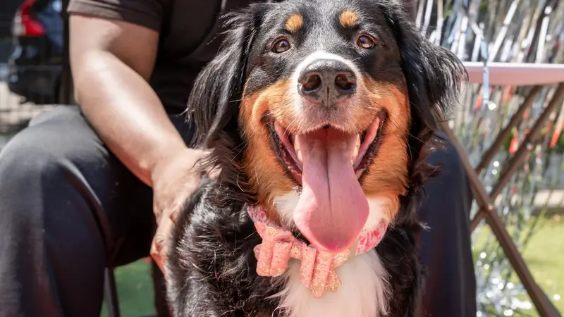 The West Loop 569 Dog Friendly Area preview