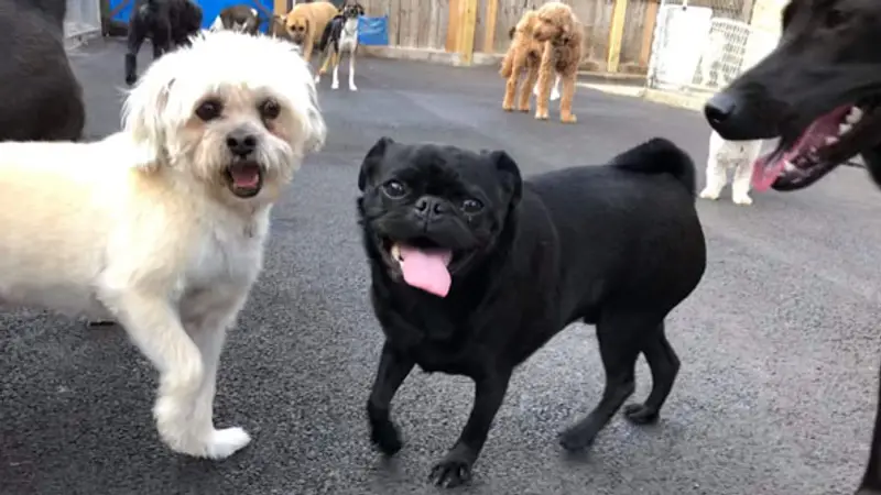 Happy Tails and Trails preview