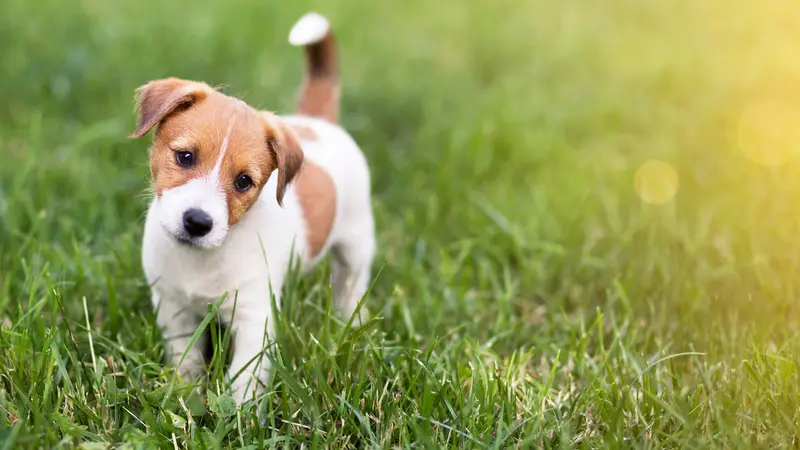 Southpoint Animal Hospital preview