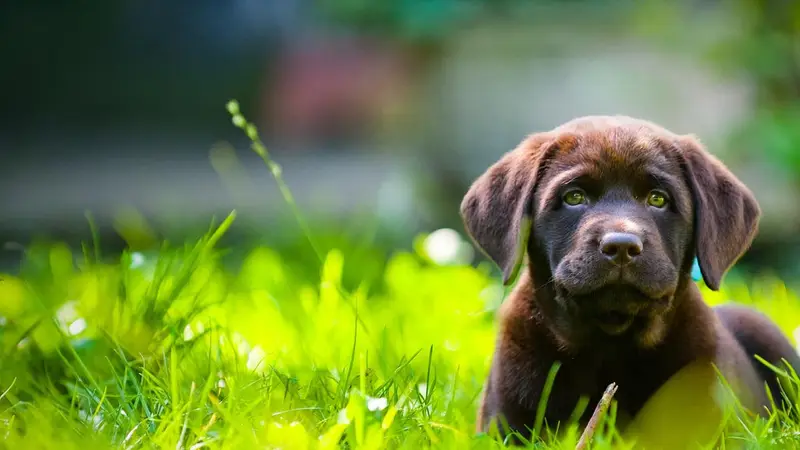 Bonds Ranch Animal Medical Center preview