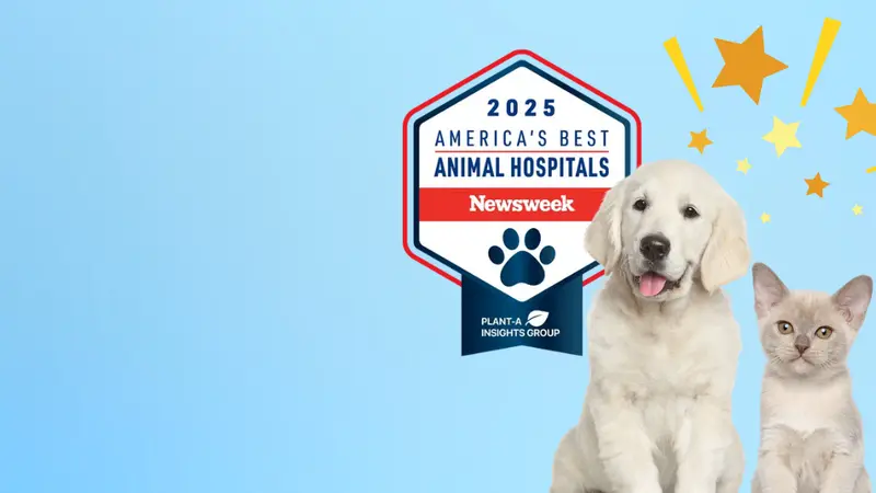 East Springs Animal Hospital preview