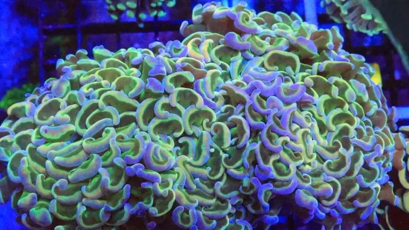 Coral Reef Aquariums preview