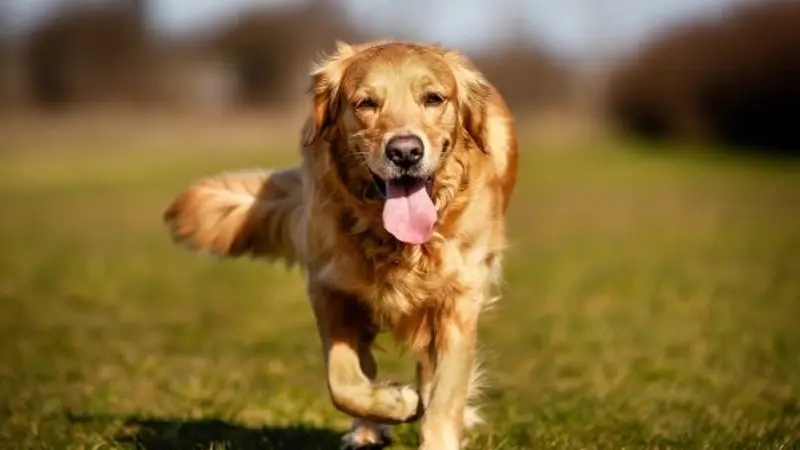 Bare Paws NYC Dog Walkers & Pet Sitters preview