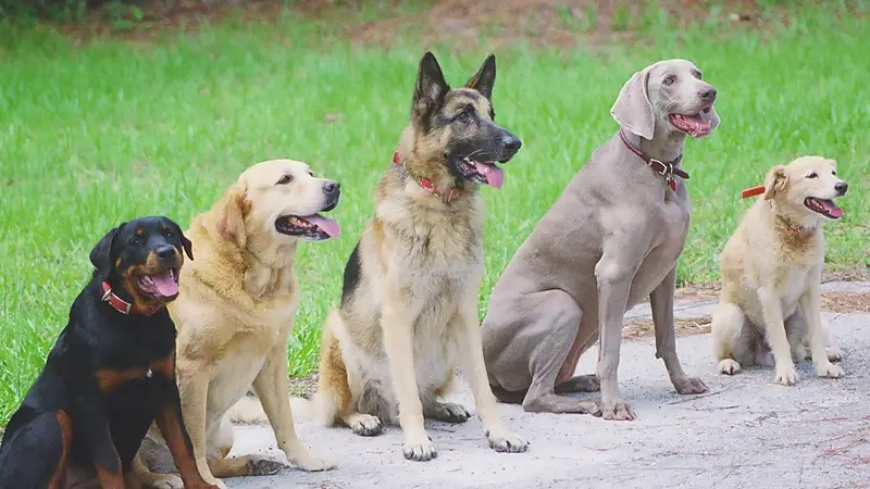 Haggerty Dog Training preview