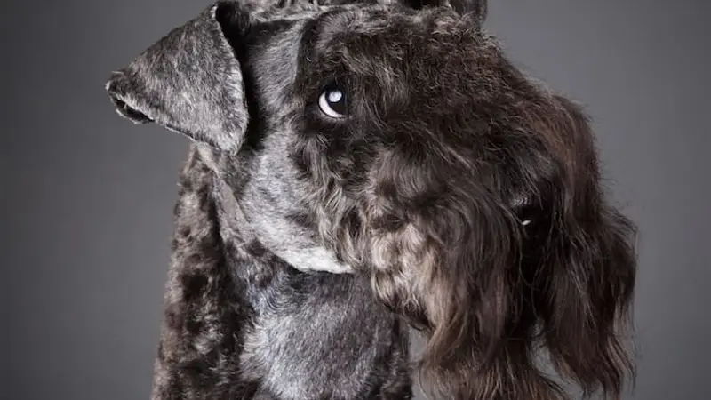 The Poodle Shop preview