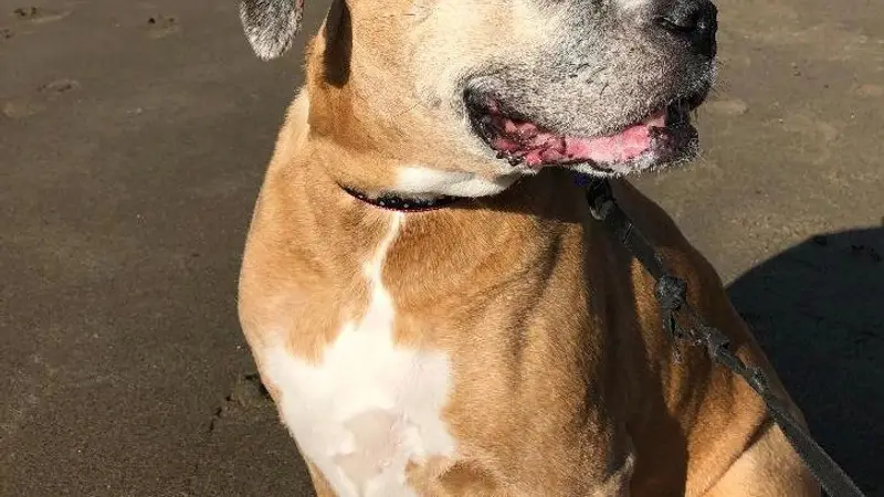 Celtic Dog Walker preview