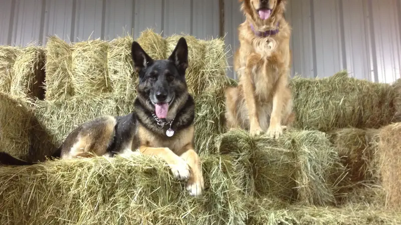 Encompass Canines preview