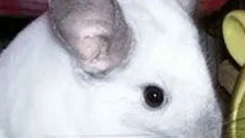 DJ'S Chinchillas preview