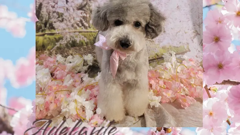 Adelaide's Aristopups Dog Grooming preview