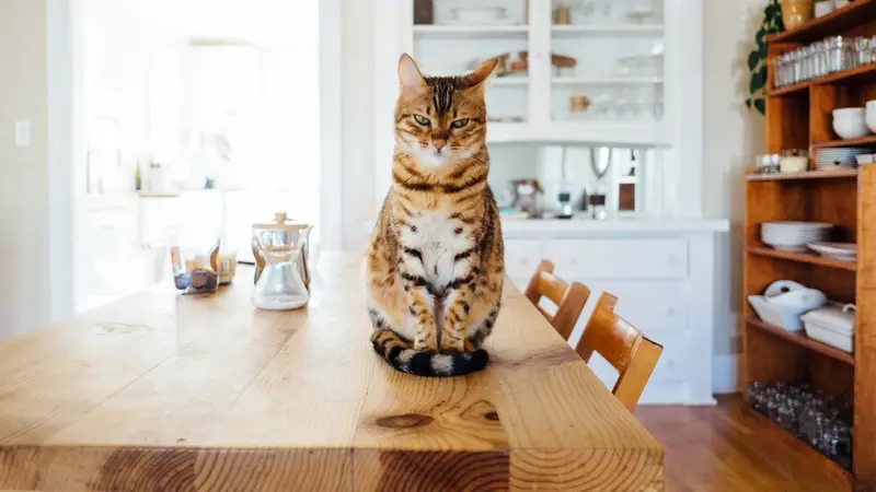 Bay Area Veterinary Housecall Associates preview