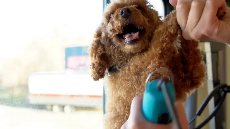 Silky Pet Spa preview