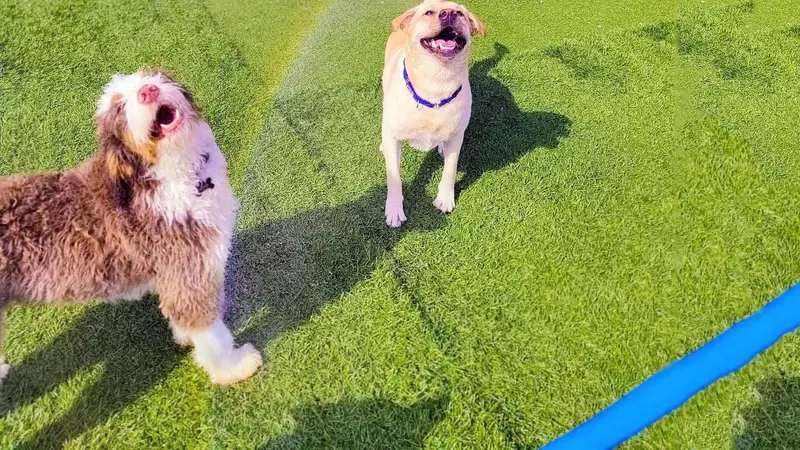 Happy Paws Grooming and Daycare preview