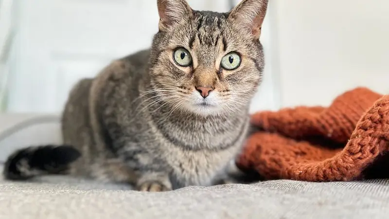 The Pawfect Company preview