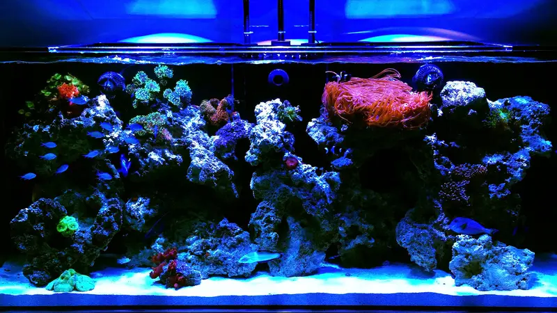 Reefstar Aquatics preview
