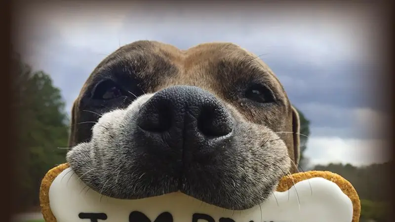 Brixtix Bakery For Dogs preview