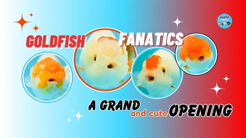 Jimmy Goldfish preview
