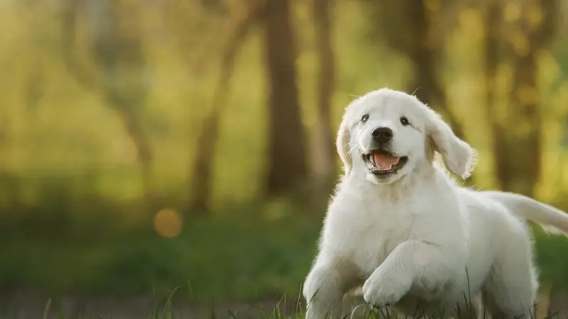 Nippers Corner Pet Medical Center preview