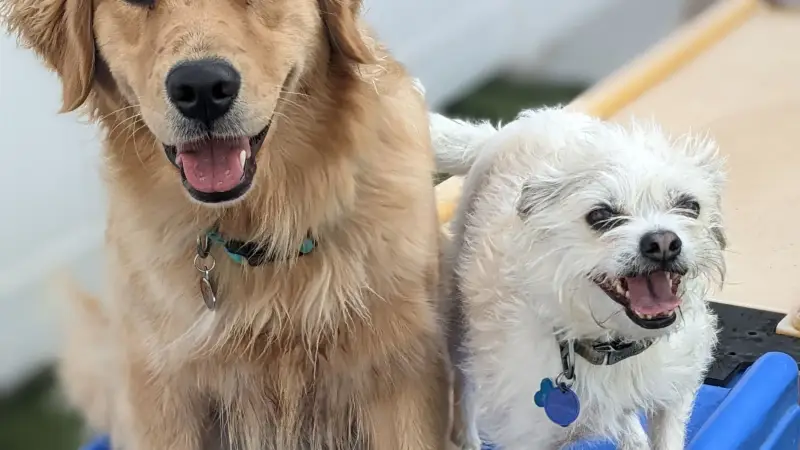 PupStars Pet Care preview