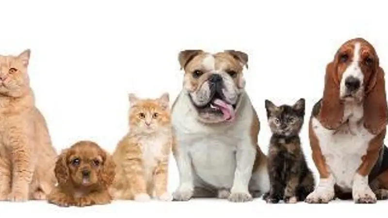 Omaha Pet Vaccination Clinic preview