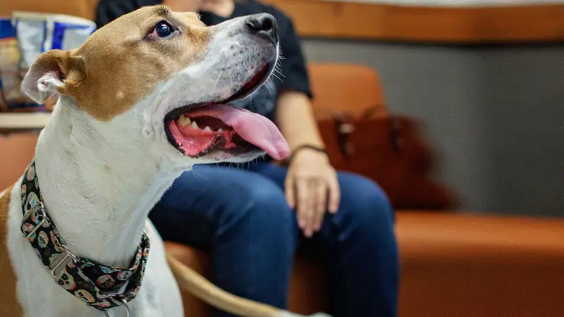 1st Pet Veterinary Centers preview