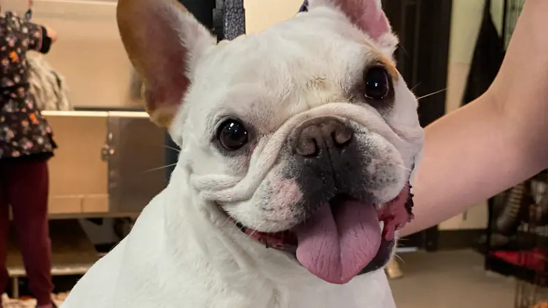 Hot Diggity Dog Grooming & Boutique preview