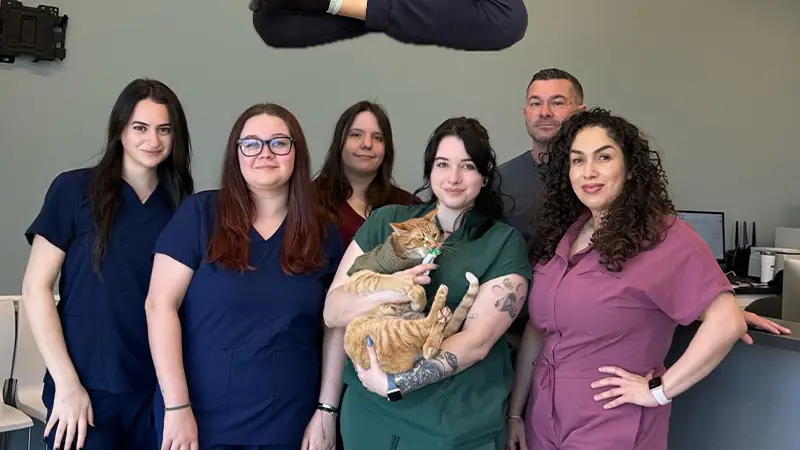 easyvet Veterinarian Mckinney preview