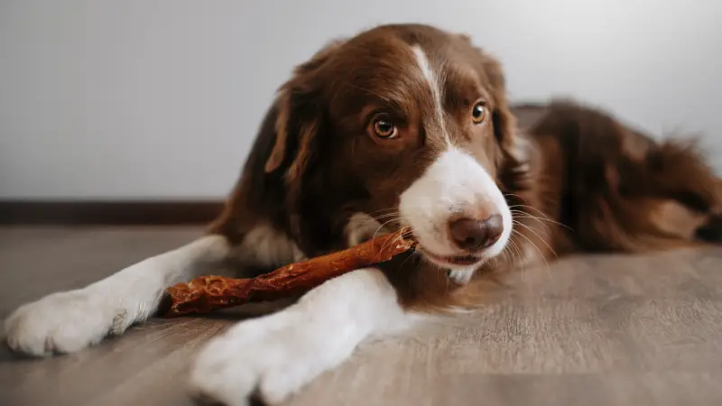 Downtown Dogs preview