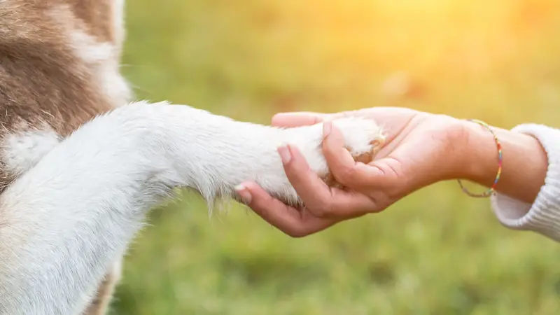 Paws Up Pet Nanny preview