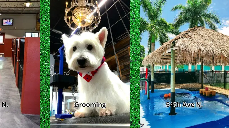 Love My Dog Resort and Waterpark preview