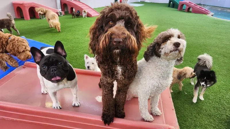 Bayside Pet Resort preview