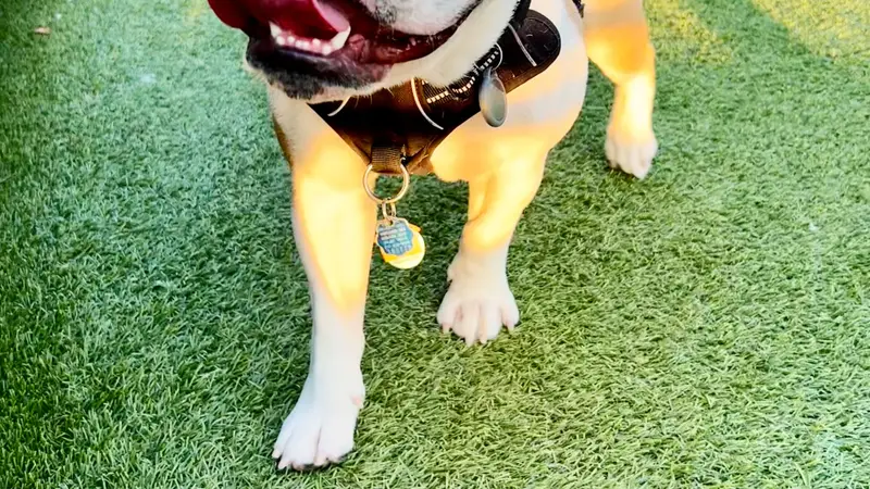 Williamsburg Dog Walking preview