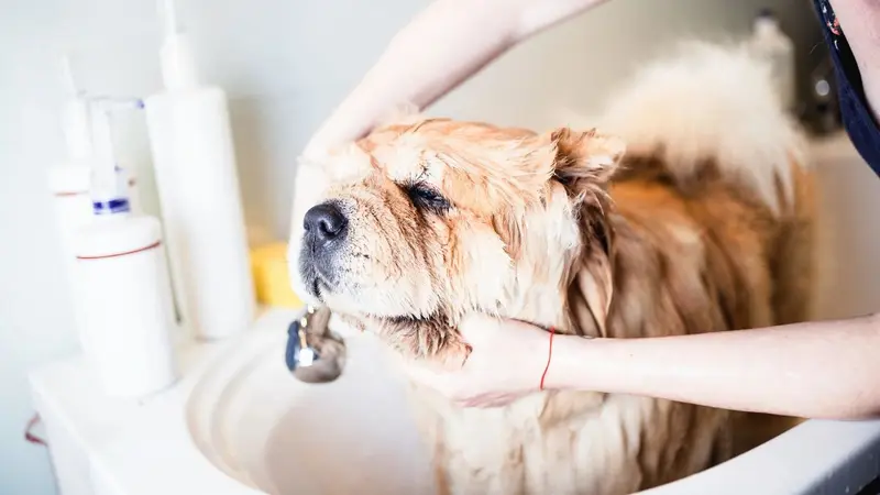 Hairy Styles Pet Groomery preview