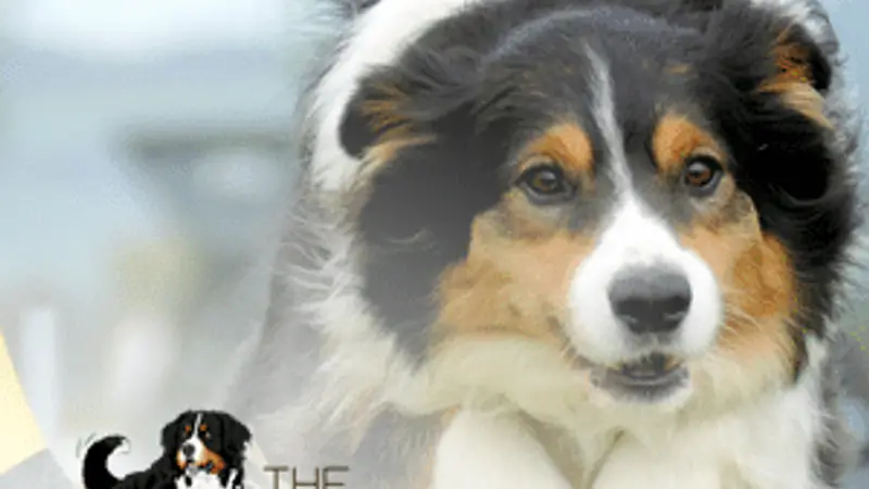 The Canine Connection preview