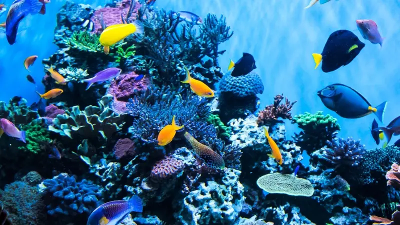 OCD Reefs preview