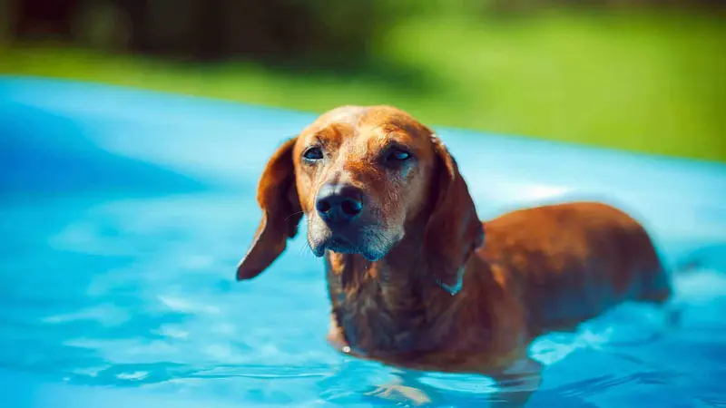 Northside Paws Veterinary Care preview