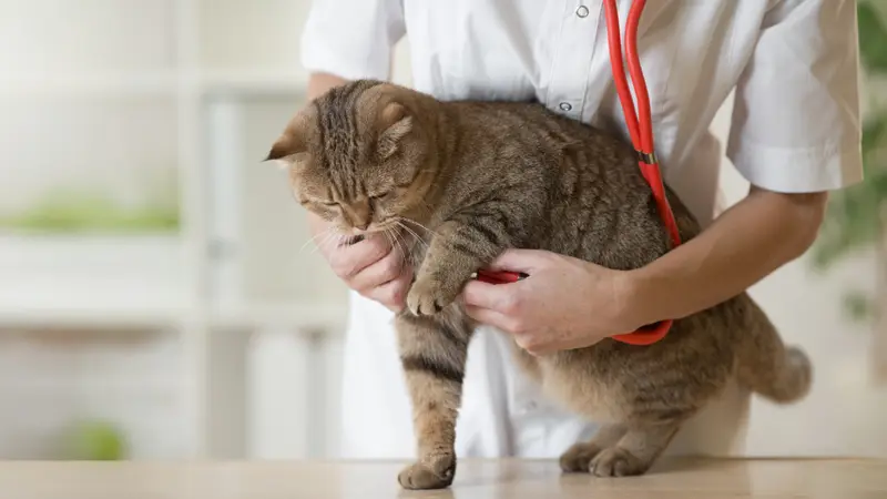 Due West Animal Hospital preview