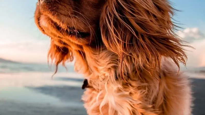 Westshore Animal Hospital preview